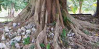 Vine-wrapped tree near Altun Ha